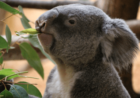 15 Best Known Unique Wild Animals of Australia