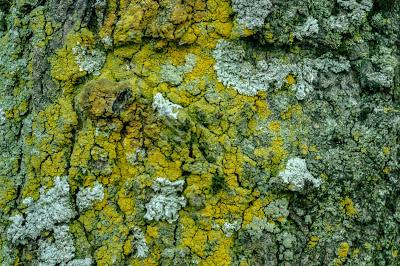 Trees with moss, fungus, and severed limbs