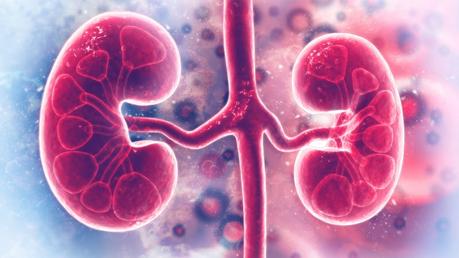 Do low-carb diets harm kidney function?