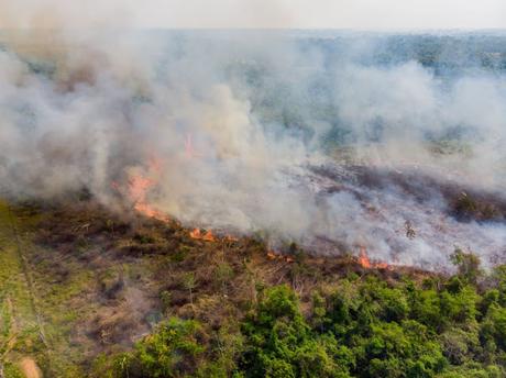 World Animal Protection and other Leaders, urge UN Officials to Reduce Greenhouse Gases from Intensive Animal Agriculture