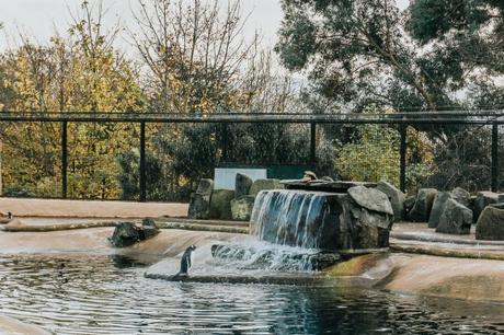 Edinburgh Zoo Penguins Parade!