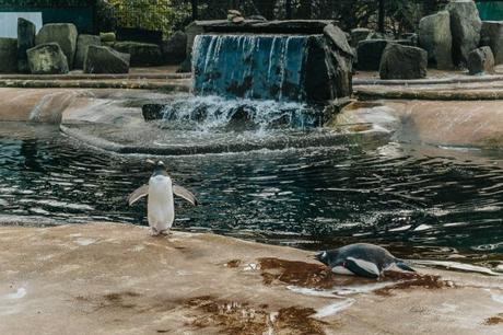 Edinburgh Zoo Penguins Parade!