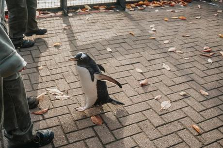 Edinburgh Zoo Penguins Parade!