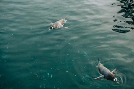 Edinburgh Zoo Penguins Parade!