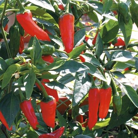 pictures of chillies download