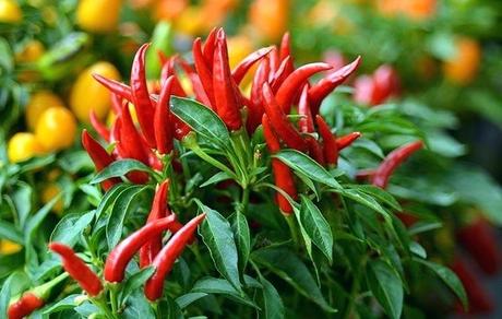 pictures of chillies types how to grow turning up the heat field