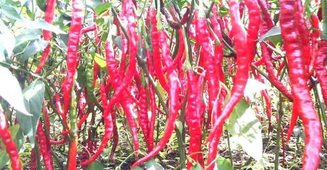 pictures of chillies yellow spicing it up how one worlds hottest is
