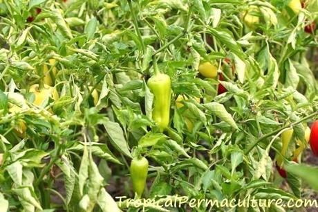 pictures of chillies green growing how to grow chili peppers from seed