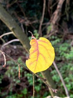 Tree following December 2019 - the last leaf