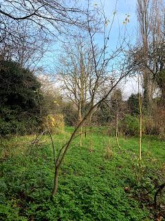 Tree following December 2019 - the last leaf