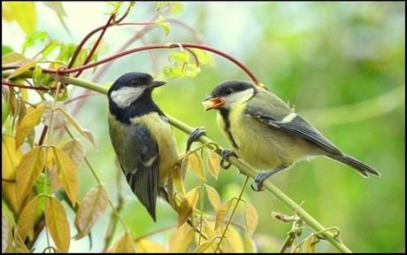 Small Birds: Great Tits