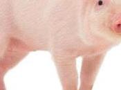 Birth Chimera Piglets Good Mankind Unethical