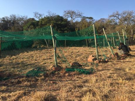 Removing baboon collars….the view from the hide!