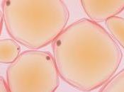 Study: Carb Better Shrinking Cells Improving Insulin Resistance