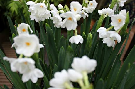 Holiday Paperwhites