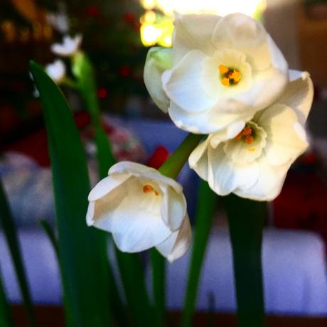 Holiday Paperwhites