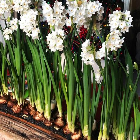 Holiday Paperwhites