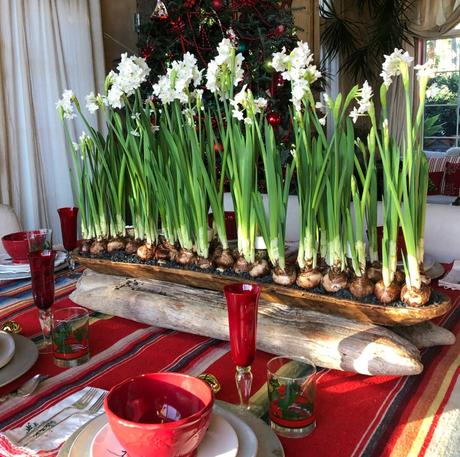 Holiday Paperwhites