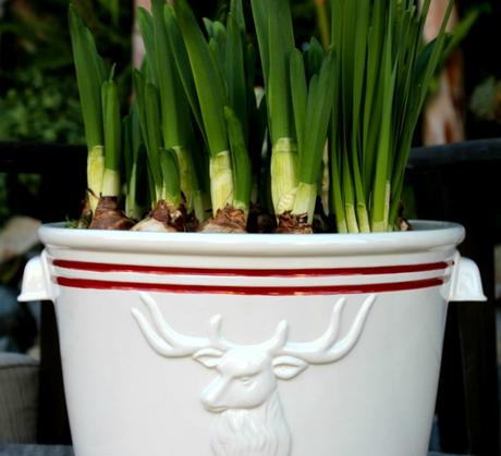 Holiday Paperwhites