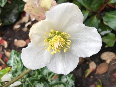 A Vote for the Planet; a Christmas rose; and plant a tree for Christmas