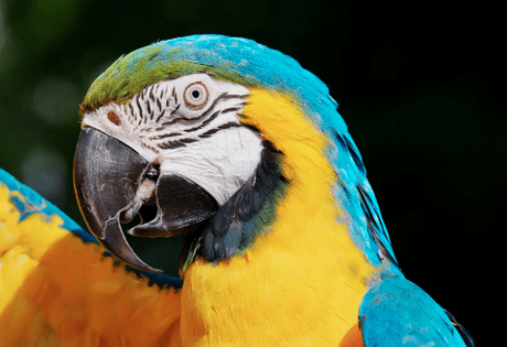 Top 15 Most Beautiful Colorful Birds From Around The World