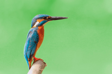 Top 15 Most Beautiful Colorful Birds From Around The World