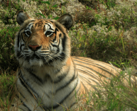 Top 10 Best Known Unique Wild Animals In India
