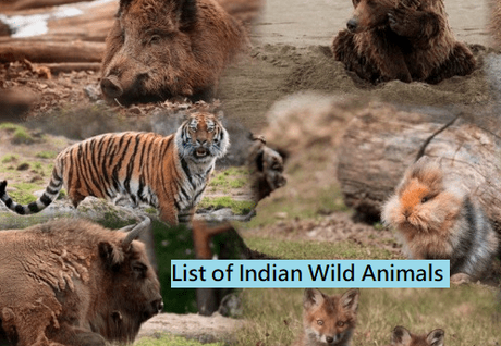 Top 10 Best Known Unique Wild Animals In India - Paperblog