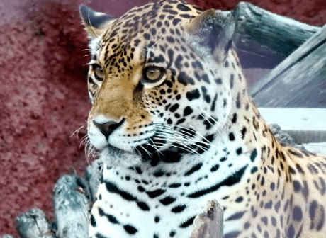 Top 10 Best Known Unique Wild Animals In India