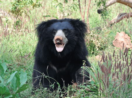 Top 10 Best Known Unique Wild Animals In India