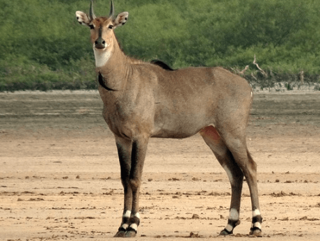 Top 10 Best Known Unique Wild Animals In India