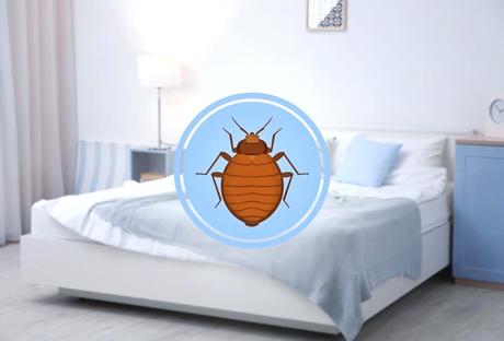 tempurpedic mattress hot memory foam topper heat can bed bugs live in mattresses rings world