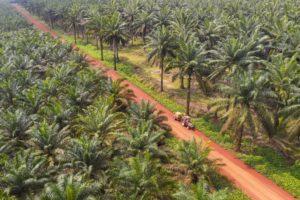 What Is Palm Oil