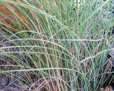 Grass, two real (organic), one plastic