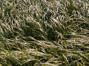 Grass, Real (organic), Plastic