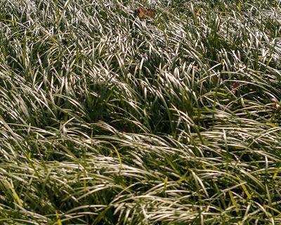 Grass, two real (organic), one plastic