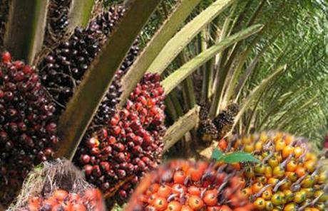A Detailed Note on Malaysian Palm Oil