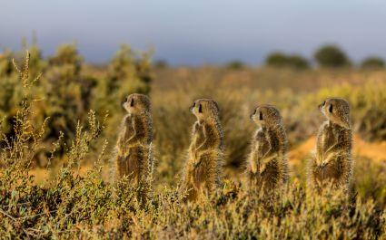 Meerkats sunbathing in the Little Karoo, best road trips