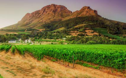 vineyards and Helderberg Mountain near Stellenbosch at sunset, Western Cape, South Africa