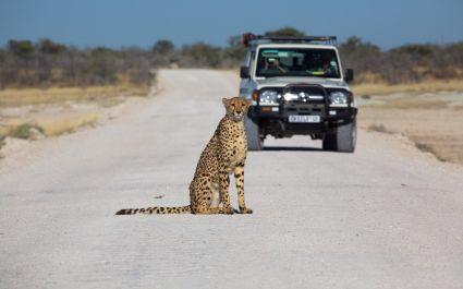 Etosha national park namibia, best road trips