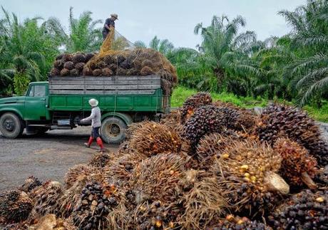 Why I opt for Palm Oil, not just for today but for the future too!