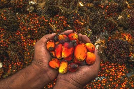 Why I opt for Palm Oil, not just for today but for the future too!
