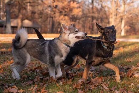 Do Huskies Shed More Than German Shepherds? The Answers 