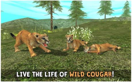 wild cougar sim 3d