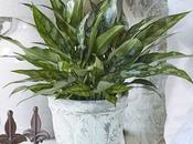 Best Easiest Maintenance Home Plants That Don’t Need Much Water