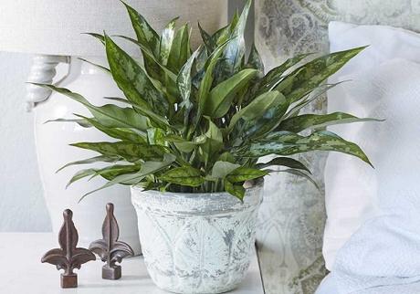 The Best and Easiest Low Maintenance Home Plants That Don’t Need Much Water