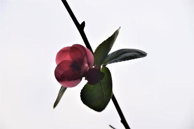 Flowering Quince Thinks It's Spring