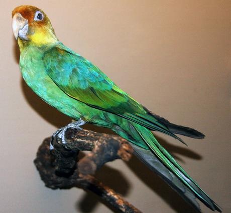 Humans Found Solely Responsible For The Extinction of The Only Native Parrot of The US