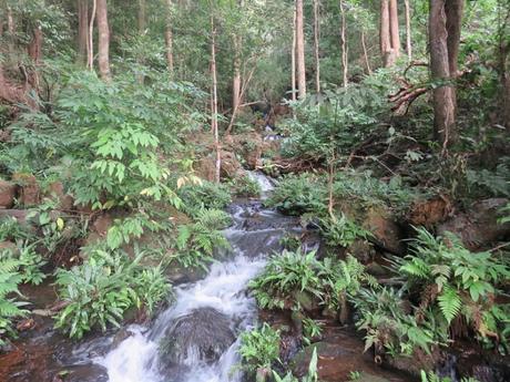 Complete Travel Guide for Kiriburu, Meghataburu, Saranda Forest