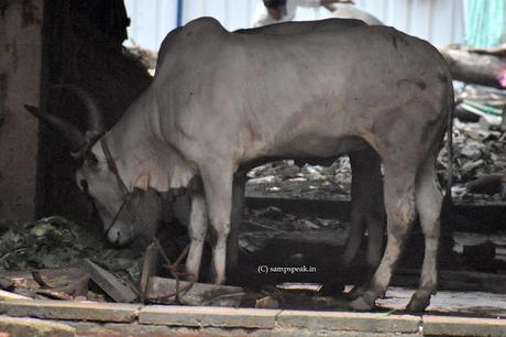 restoring PWD - using old technique and Kangeyam bulls